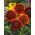 Okrasná slunečnice "Večerní slunce" - červenohnědá - 50 semen - Helianthus annuus - semena