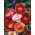 Мак "Ширлі Мікс" - 6300 насіння - Papaver rhoeas