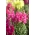 常见的金鱼草“武士” - 高大，粉红色的品种 - Antirrhinum majus maximum - 種子