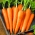 Καρότο "Blanka" - καθυστερημένη, πολύ παραγωγική ποικιλία -  Daucus carota - Blanka - σπόροι