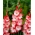 Kardvirág Pink Lady - csomag 5 darab - Gladiolus Pink Lady