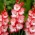 Gladiolus Pink Lady – 5 pcs