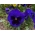 Swiss garden pansy "Bergwacht" - navy blue with a dot - 360 seeds
