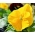 스위스 정원 팬지 - 노랑 - Viola x wittrockiana Schweizer Riesen - 씨앗