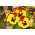 Swiss garden pansy "Red Wings" - red-yellow, dotted - 360 seeds