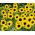 Bunga matahari kerdil hias "Bambino" - Helianthus annuus - biji