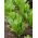Бебешки листа - зелена салата "Parris Island Cos" - Lactuca sativa L. var. longifolia - семена