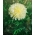 बड़े फूल वाले मलाईदार-सफेद मैक्सिकन मैरीगोल्ड "अल्बाट्रोस" - 135 बीज - 