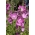체커 블룸 (Checkerbloom); 수표, 대초원 - Sidalcea malviflora - 씨앗