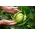 Beyaz baş lahana 'Zora' - ekmekten hasat için 60 gün erken -  Brassica oleracea var.capitata - Zora - tohumlar