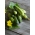 Αγγούρι "Cornichon de Paris" - ΚΑΡΠΟΙ ΣΠΟΡΟΙ - Cucumis sativus - σπόροι