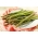 アスパラガス「メアリーワシントン」 -  Asparagus officinalis - シーズ