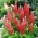 Lupinus, Lupine, Lupin Merah - bebawang / umbi / akar - Lupinus hybridus