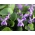 بنفش شیرین، دانه های بنفش انگلیسی - Viola odorata - 120 دانه