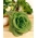 Listová čakanka „Grumolo Bionda“ - celoročne pestovaná -  Cichorium intybus - A Grumolo Bionda - semená