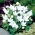 Platycodon, balonu zieds - balts; Ķīnas bellflower - 