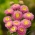 Callistephus chinensis - Sandra - 225 sementes - rosa