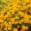 Signet marigold "Talizman" - narančasta - Tagetes patula L. - sjemenke