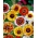 トリコロール菊「Frohe Mischung」【バラエティミックス】トリコロールデイジー、毎年恒例の菊 - Chrysanthemum carinatum - シーズ