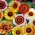 ดอกเบญจมาศไตรรงค์ "Frohe Mischung" - ผสมหลากหลาย; ดอกเดซี่ไตรรงค์ดอกเบญจมาศประจำปี - Chrysanthemum carinatum - เมล็ด