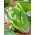 Лист ендіва "Bianca di Milano" - можна вирощувати під покриттями цілий рік - Cichorium intybus - насіння