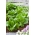 Зелена салата "Литтле Гем" - 360 семена - Lactuca sativa L. var. longifolia