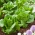 Зелена салата "Литтле Гем" - 360 семена - Lactuca sativa L. var. longifolia
