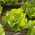 バターヘッドレタス「レント」 - 通年栽培用 -  900種子 - Lactuca sativa L. var. Capitata - シーズ