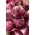 Mezei katáng - Rouge de Verone - Cichorium intybus - magok