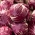 Lettuce endive "Red of Verona" - Cichorium intybus - benih