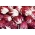 Sikuri Palla Rossa 3 siemenet - Cichorium intybus - 360 siemeniä - Cichorium intybus var. Foliosum