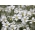 Snow-In-Summer frø - Cerastium biebersteinii - 250 frø
