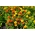 フレンチマリーゴールド - バラエティ豊富 -  350種 - Tagetes patula L. - シーズ