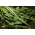 Čekanka "Spadona"; Radicchio - 2880 semen - Cichorium intybus ‘Spadona' - semena