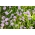 白人ピンクッションの花【バラエティ選択】ピンクッション花、白人の脊椎固定術 -  21種子 - Scabiosa caucasica - シーズ