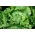 Hrskava ledena salata "Goplana" - produženo skladištenje - 450 sjemenki - Lactuca sativa L.  - sjemenke
