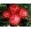 金色的永恒，Strawflower  - 红色品种 -  1250粒种子 - Xerochrysum bracteatum - 種子