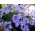 True Blue Daisy, Kingfisher Daisy sēklas - Felicia heterophylla - 140 sēklas