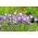 草丛贝尔弗劳尔，喀尔巴阡山脉的蓝铃花 - 蓝色品种 -  3000粒种子 - Campanula carpatica - 種子