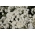 Sneezewort, Wild Pellitory, Sneezeweed, Bastard Pellitory, ยุโรป Pellitory, แฟร์แม่บ้านของฝรั่งเศส, ห่านลิ้น, Sneezewort Yarrow, ป่า Pellitory, White Tansy - 470 เมล็ด - Achillea ptarmica