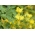 Canary creeper, Canarybird flower, Canarybird vine, Canary nasturtium - 8 biji - Tropaeolum peregrinum