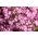 岩石肥皂，Tumbling Ted  -  450种子 - Saponaria ocymoides - 種子