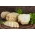 Celeriac รากผักชีฝรั่ง "Maxim" - พันธุ์ปลาย - 2,600 เมล็ด - 2600 เมล็ด - Apium graveolens