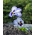 Large-flowered garden pansy - blue with white-and-navy spot "Adonis" - 320 seeds