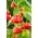Декоративний перець "Dzwonek" - пізній сорт, ідеальний для садових прикрас -  Capsicum baccatum - насіння
