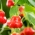 Süs biber 'Dzwonek' - Geç çeşitli, bahçe süsleri için ideal -  Capsicum baccatum - tohumlar