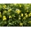 Clematis Golden Tiara, Russian Virgin's Bower seeds - Clematis tangutica - 60 seeds