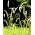 Žltá lišajník semená - Setaria glauca - Setaria pumila