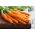 Carrot "Rodos F1" - small-root type, medium-early variety - 4250 seeds