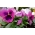 Veľká kvetovaná záhradná maceška - karmínovo-ružová s bodkou - 400 semien - Viola x wittrockiana  - semená